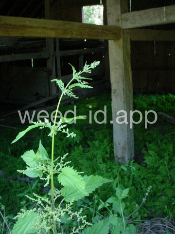 nettle, stinging